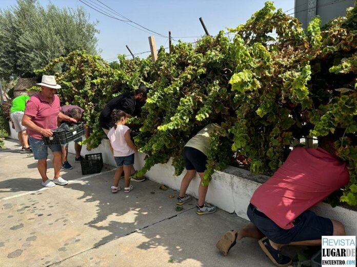 Momento Fiesta de la Vendimia. Asociación Amigos del Vino Alhaurín el Grande